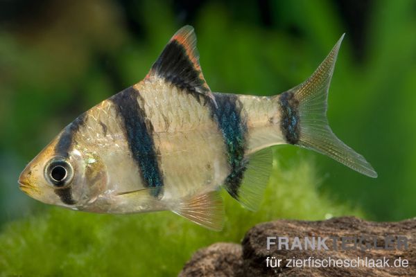 Sumatrabarbe - Barbus tetrazona